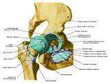 Anatomie: heup,bovenbeen,knie,onderbeen,enkel,voet,acetabulum,collum femoris,trachanter,femur,epicondyl,meniscus,kruisband,cruciate ligament,patella,knieschijf,tibia,fibula,malleolus,talus,calcaneus,tarsus,metatarsus,phalanx,falanx,quadriceps femoris,rectus femoris,sartorius,tensor fasciae latae,tractus iliotibialis,biceps femoris,gastrocnemius,semimembranosus,semitendinosus,soleus,suralis,vena saphena parva,vena saphena magna,sciatic,ischiadicus,peronea